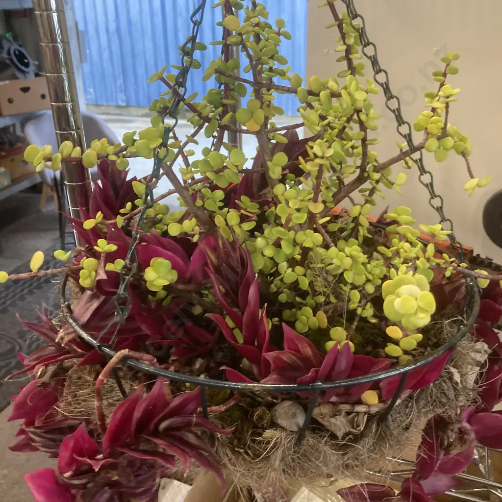 Hanging Basket & Plants Image 1++