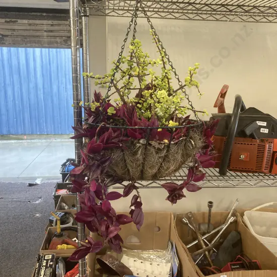 Hanging Basket & Plants