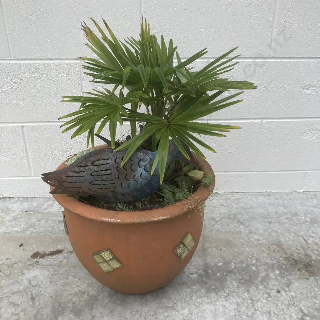 Palm & Succulents In Pot Image 1++