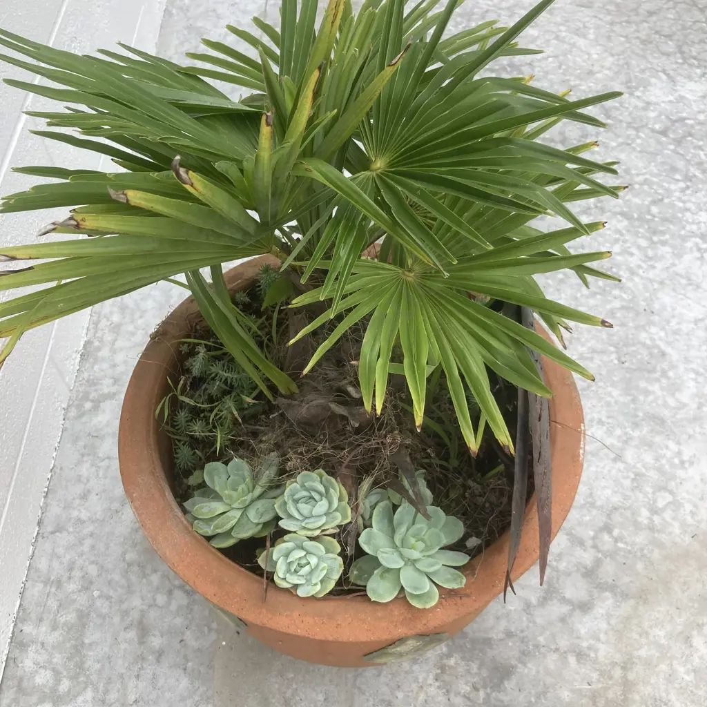 Palm & Succulents In Pot Image 1++