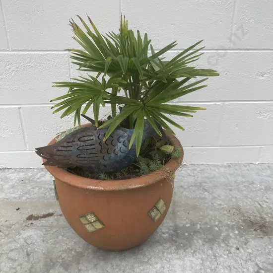 Palm & Succulents In Pot