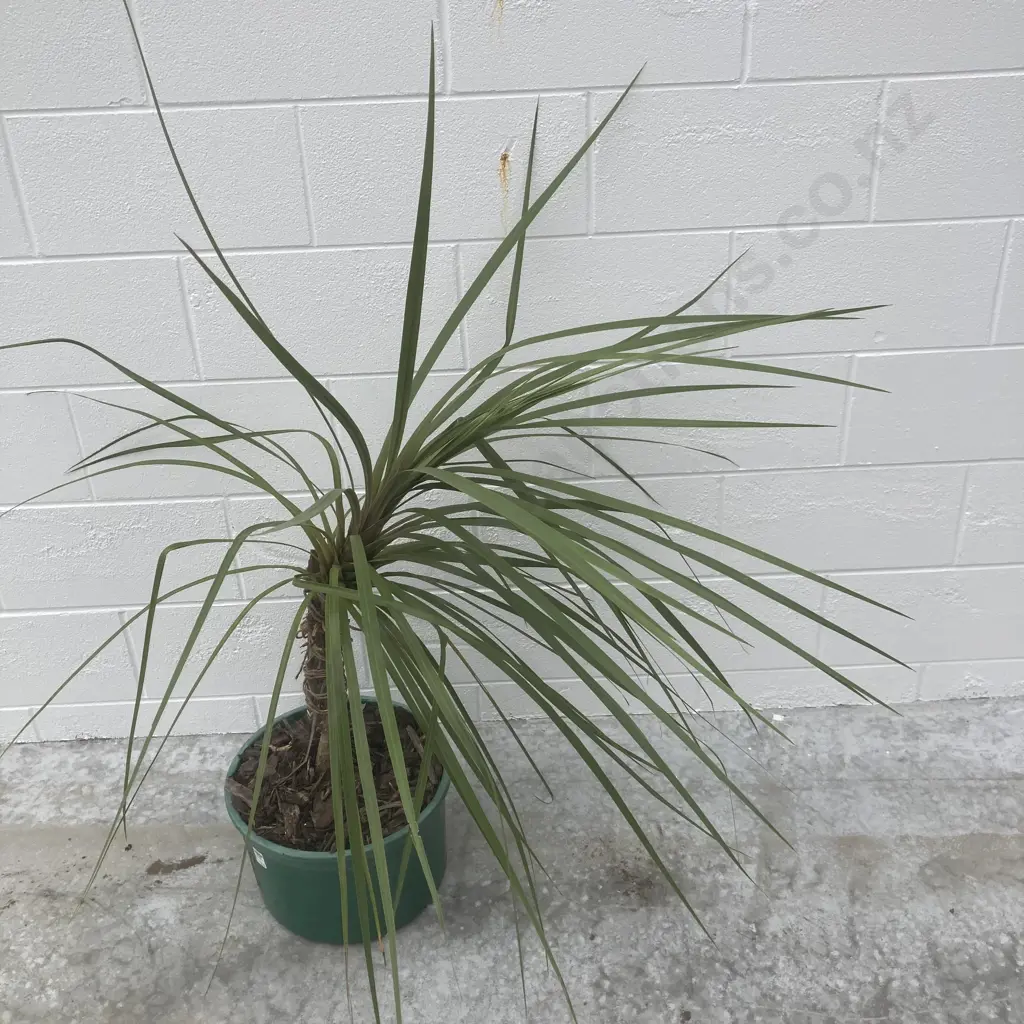 Palm In Pot, H90cm Image 1++