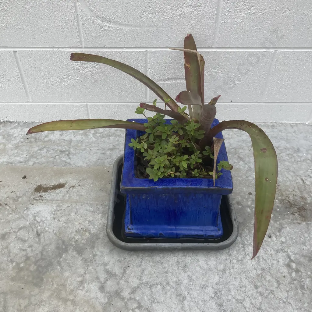 Bromeliad & Plants In Blue Pot Image 1++