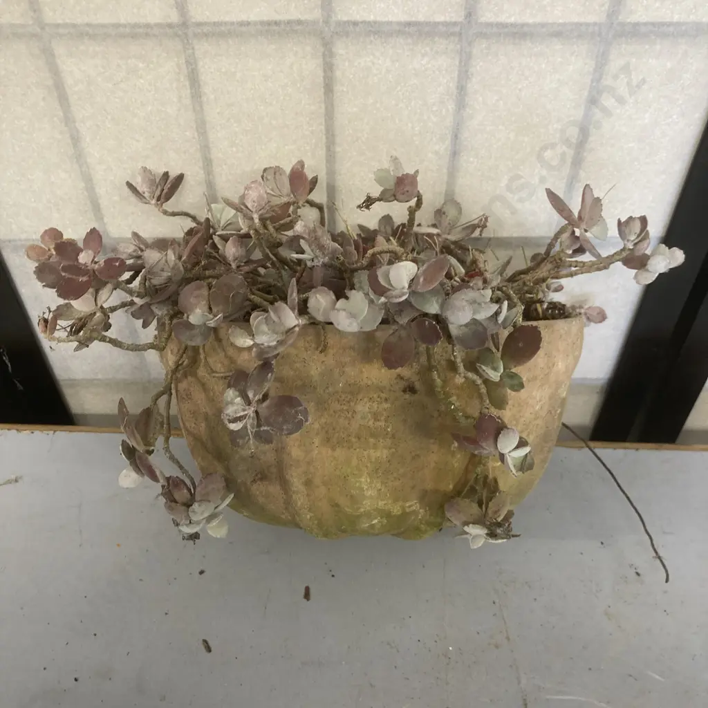Succulent Plant In Wall Mounted Planter, 13 x 23cm Image 1++