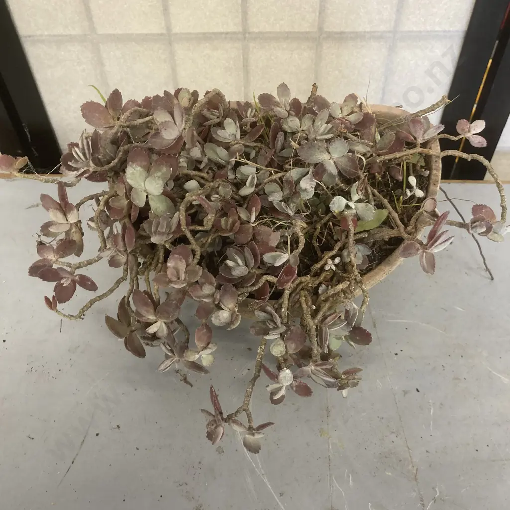 Succulent Plant In Wall Mounted Planter, 13 x 23cm Image 1++