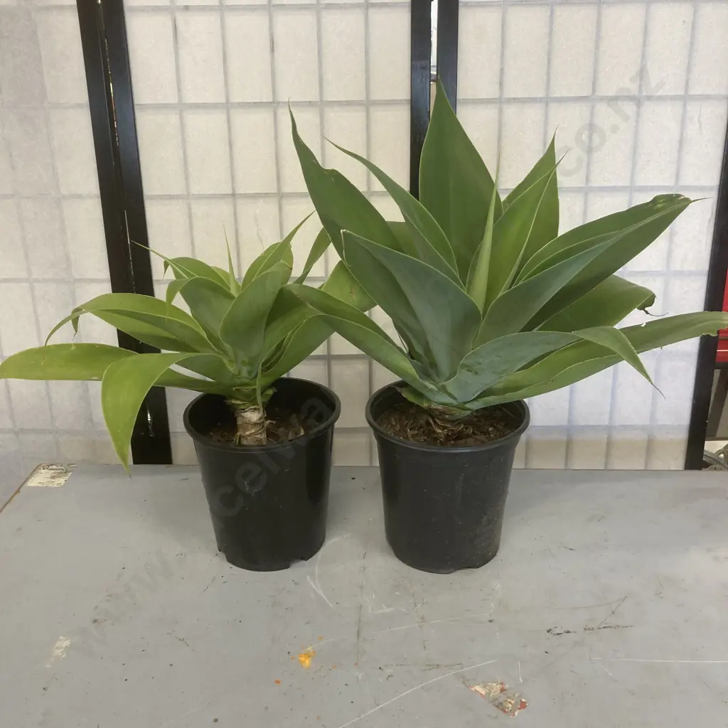 Pair of Agave Plants Image 1++