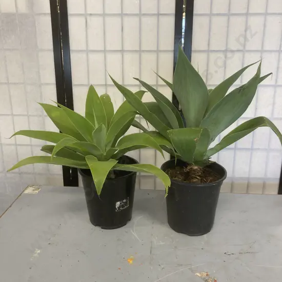 Pair of Agave Plants