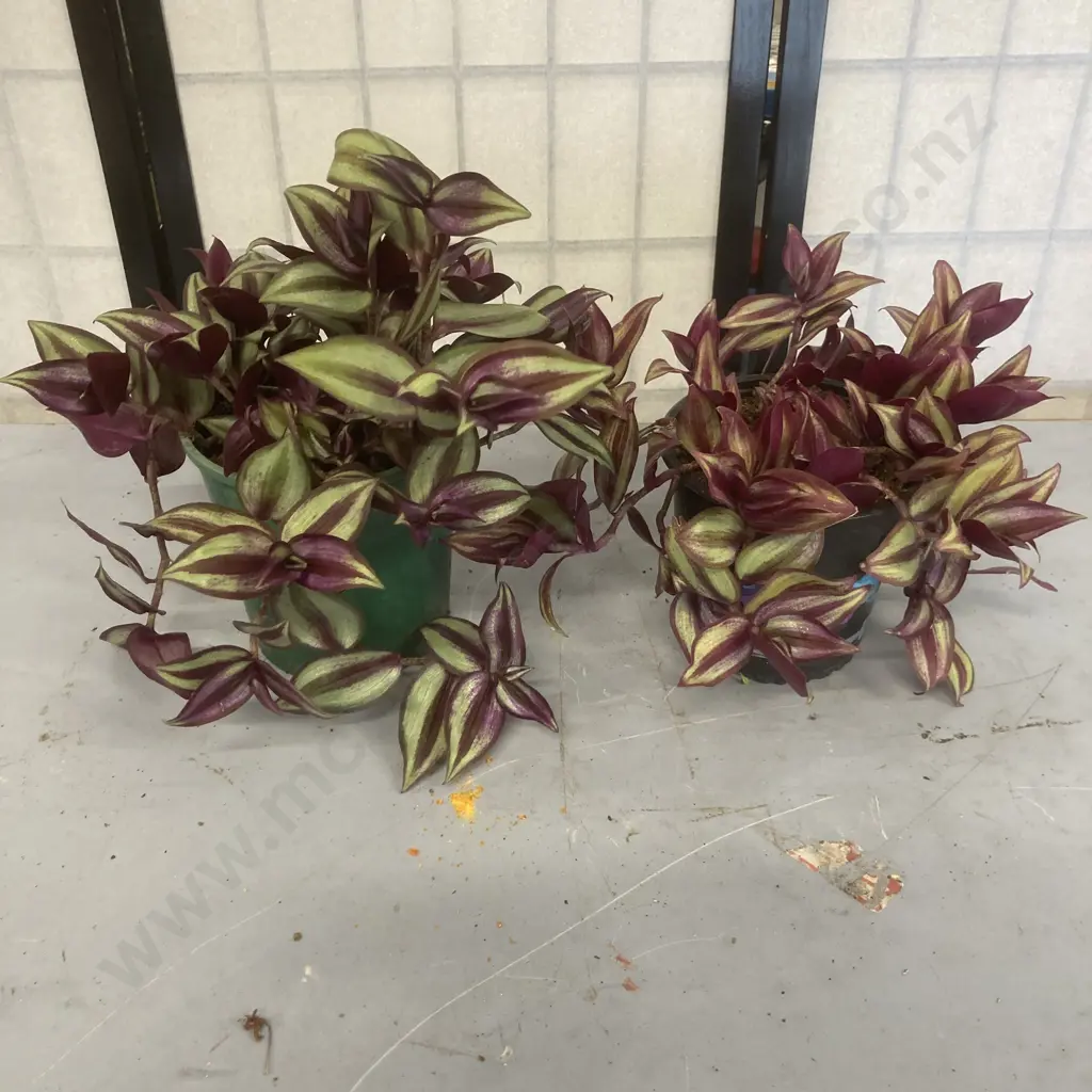 Pair of Trandescantia Plants Image 1++