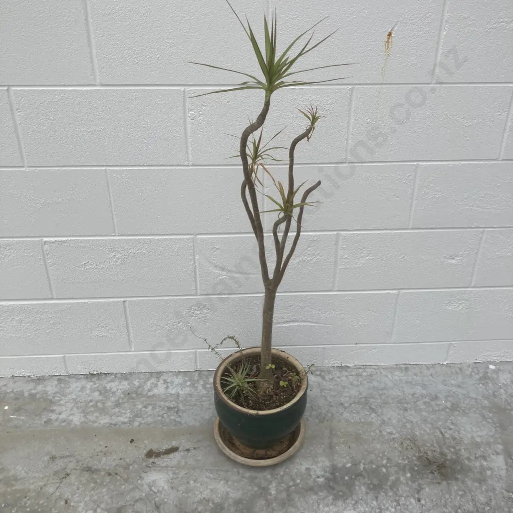 Spineless Yucca In Green Pot, H110cm Image 1++