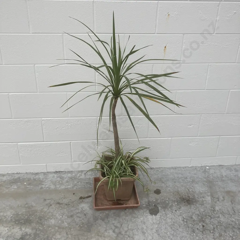 Yucca & Plants In Square Pot, H110cm Image 1++