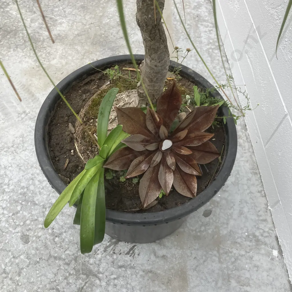 Ponytail Palm In Pot, H160cm Image 1++