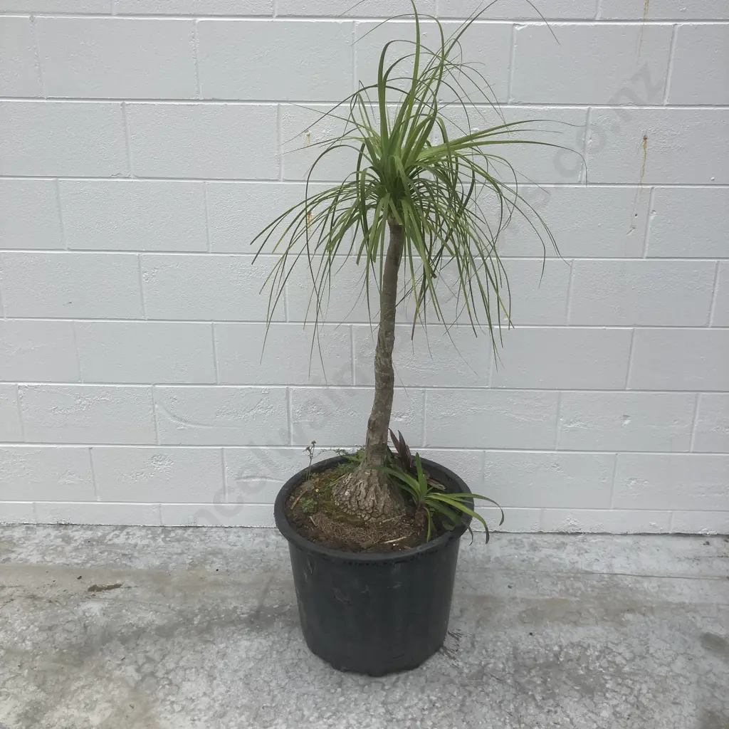 Ponytail Palm In Pot, H160cm Image 1++
