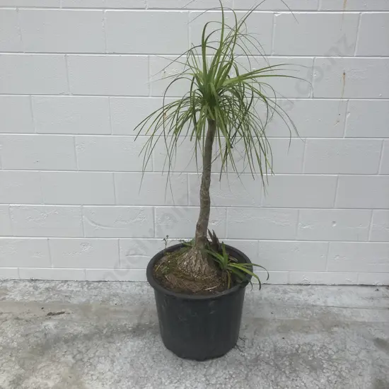 Ponytail Palm In Pot, H160cm