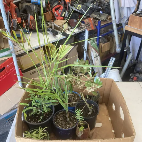 Box Lot Assorted Plants