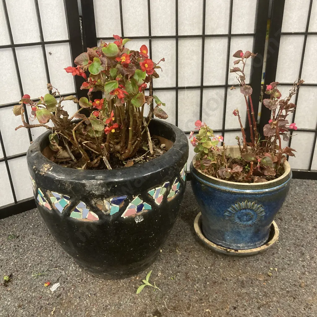 Begonias In Black Pot & Blue Pot (As Found) Image 1++