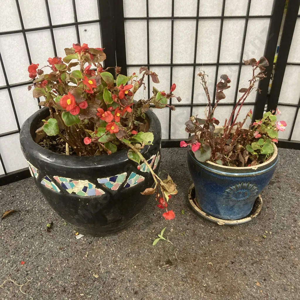 Begonias In Black Pot & Blue Pot (As Found) Image 1++