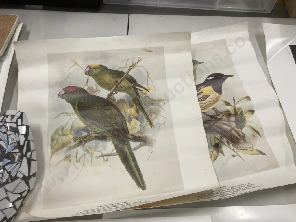 Selection of Vintage Prints & Photographs, Old New Zealand & Birds Image 1++