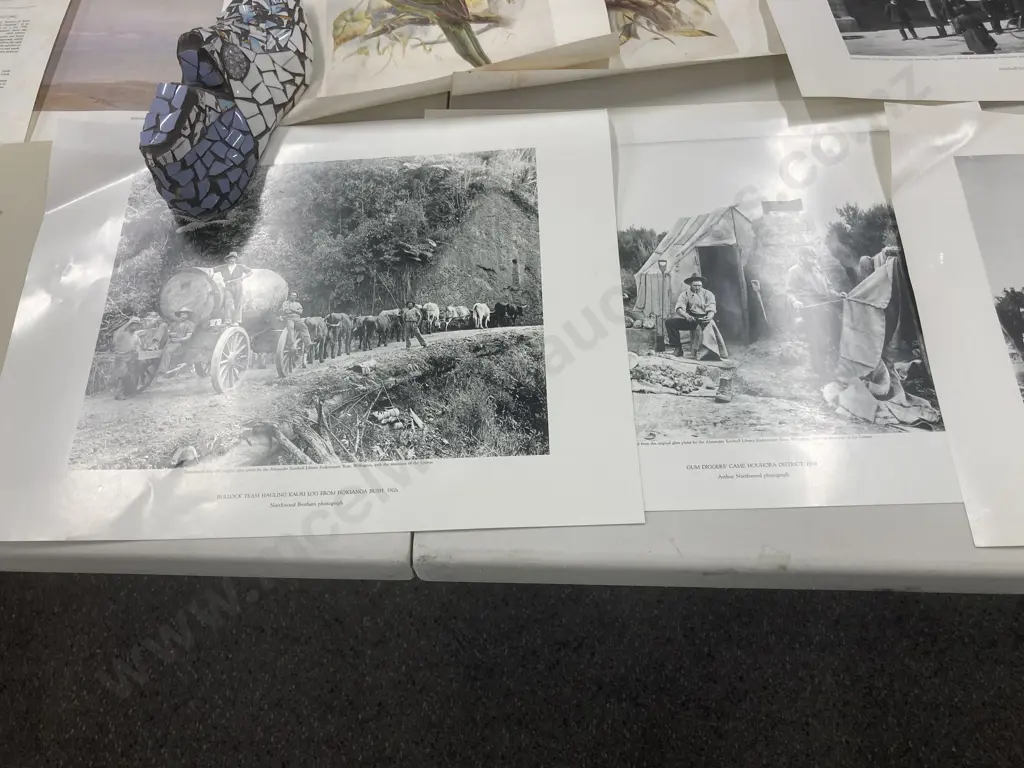 Selection of Vintage Prints & Photographs, Old New Zealand & Birds Image 1++