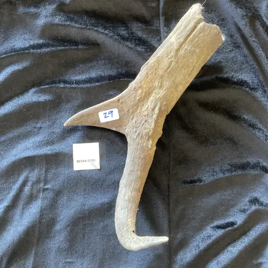 Vintage Single Antler