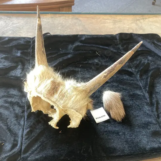 Spike Antlers With Part Skull Mount