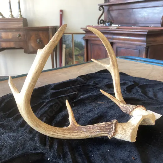 Small Deer Antlers With Part Skull Mount