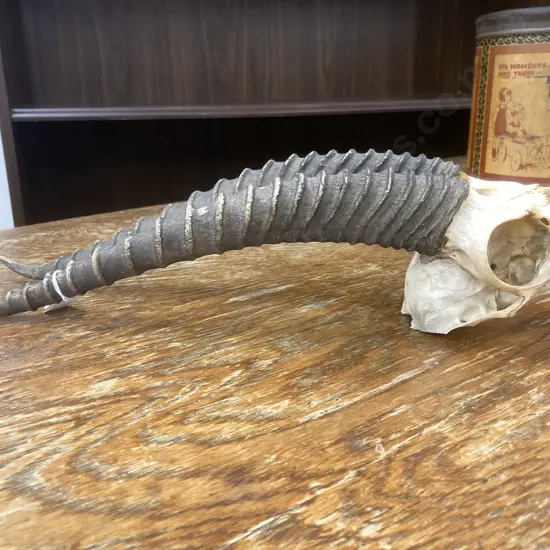 Gazelle? top of Skull and Horns L38cm