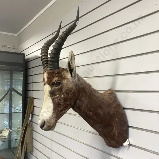 Vintage Taxidermy African Impala Shoulder Mount