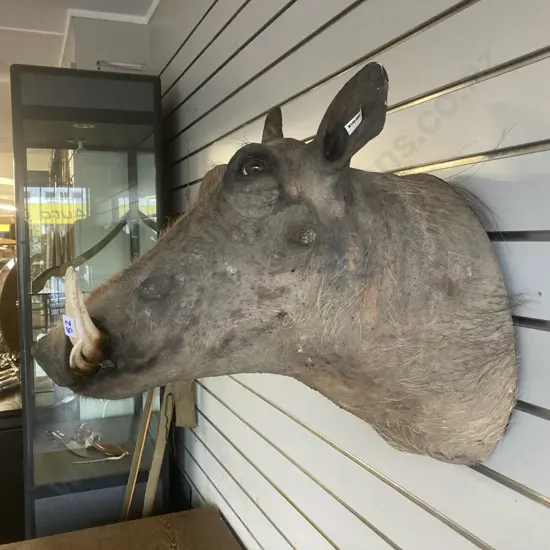 Vintage Taxidermy African Wart Hog Shoulder Mount