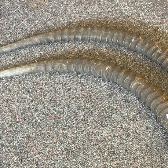 Pair of Vintage African Impala Horns, L94cm