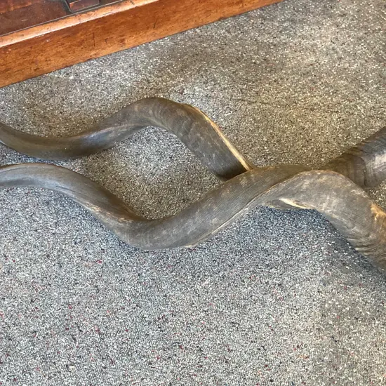 Pair of Vintage African Kudu Horns, L142cm