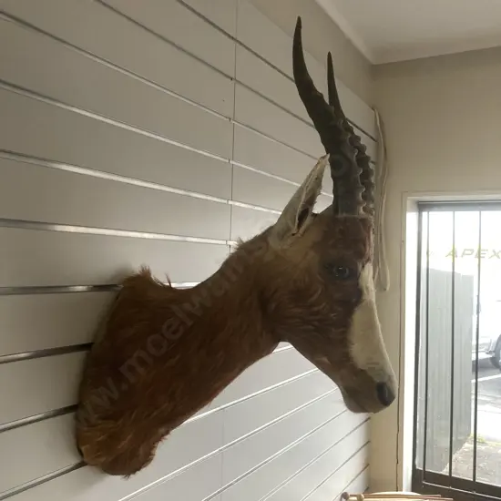 Vintage Taxidermy African Impala Shoulder Mount