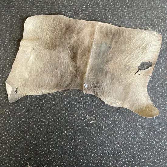 Vintage Wart Hog Back Hide Taxidermy Rug