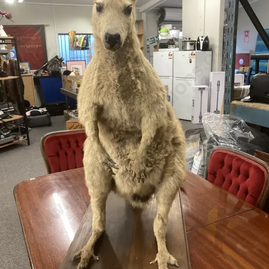 Taxidermy Male Wallaby on Wooden Plinth, H82 L79