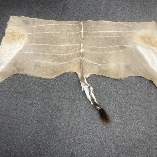 Vintage Kudu Back Hide Taxidermy Rug,178 x 117cm
