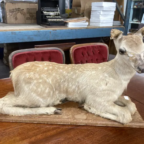 Taxidermy Baby Fawn on Wooden Plinth, H40 L61cm