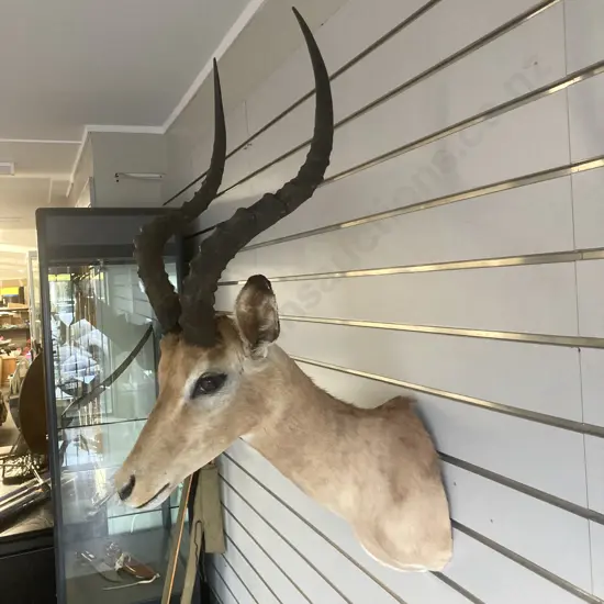 Vintage Taxidermy African Impala Shoulder Mount