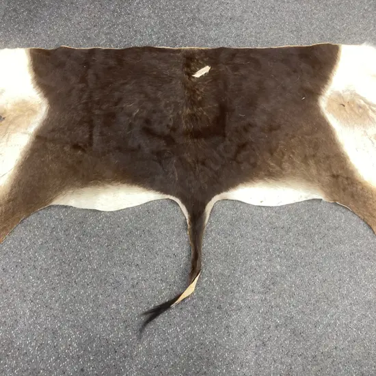 Vintage Blesbok Back Hide Taxidermy Rug, 150 x 110cm