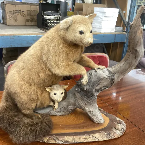 Taxidermy Possum with baby in Pouch on Trunk and Branch, H52 L70cm