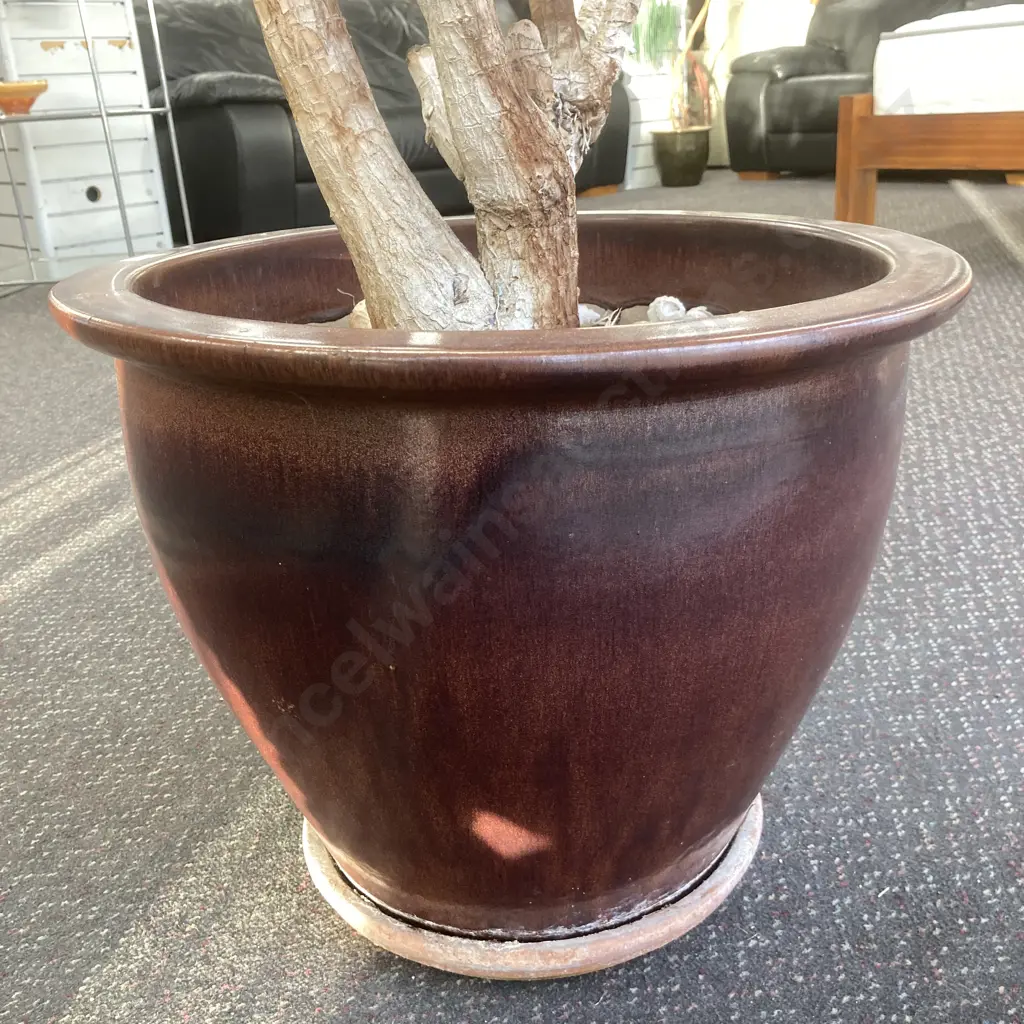 Yucca In Brown Pot, H160cm Image 1++