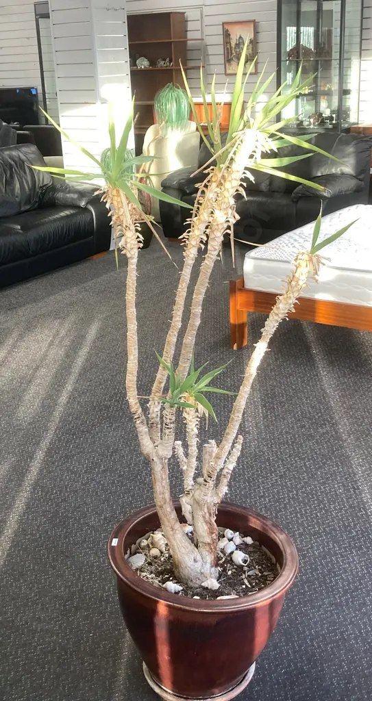 Yucca In Brown Pot, H160cm Image 1++