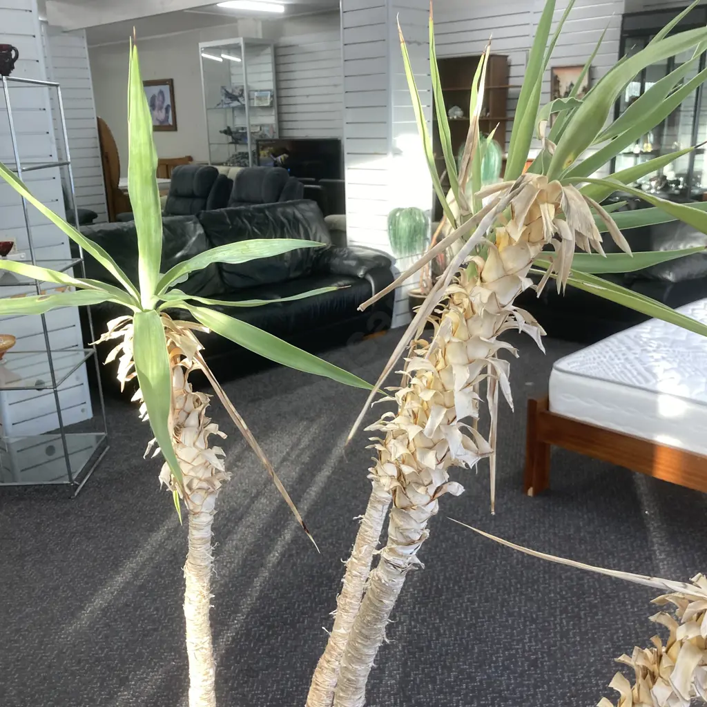 Yucca In Brown Pot, H160cm Image 1++