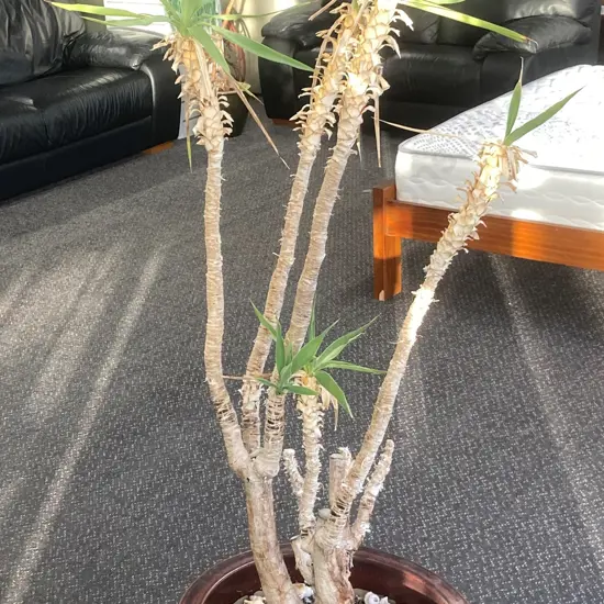 Yucca In Brown Pot, H160cm