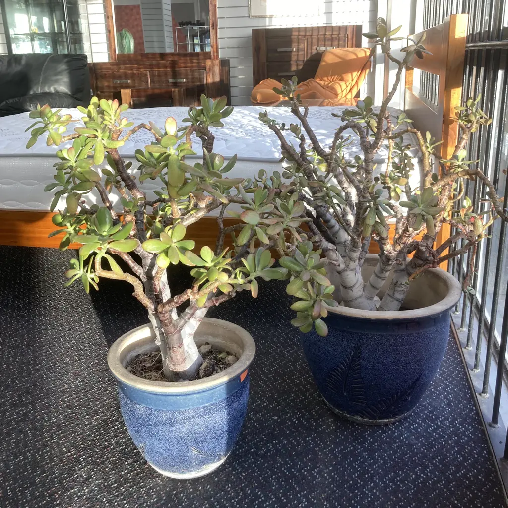 Succulents In Blue Pots x 2 Image 1++
