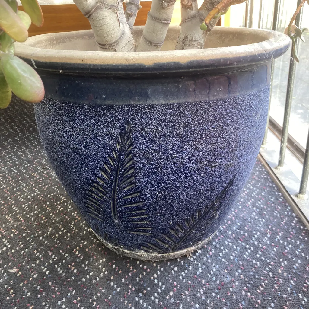 Succulents In Blue Pots x 2 Image 1++