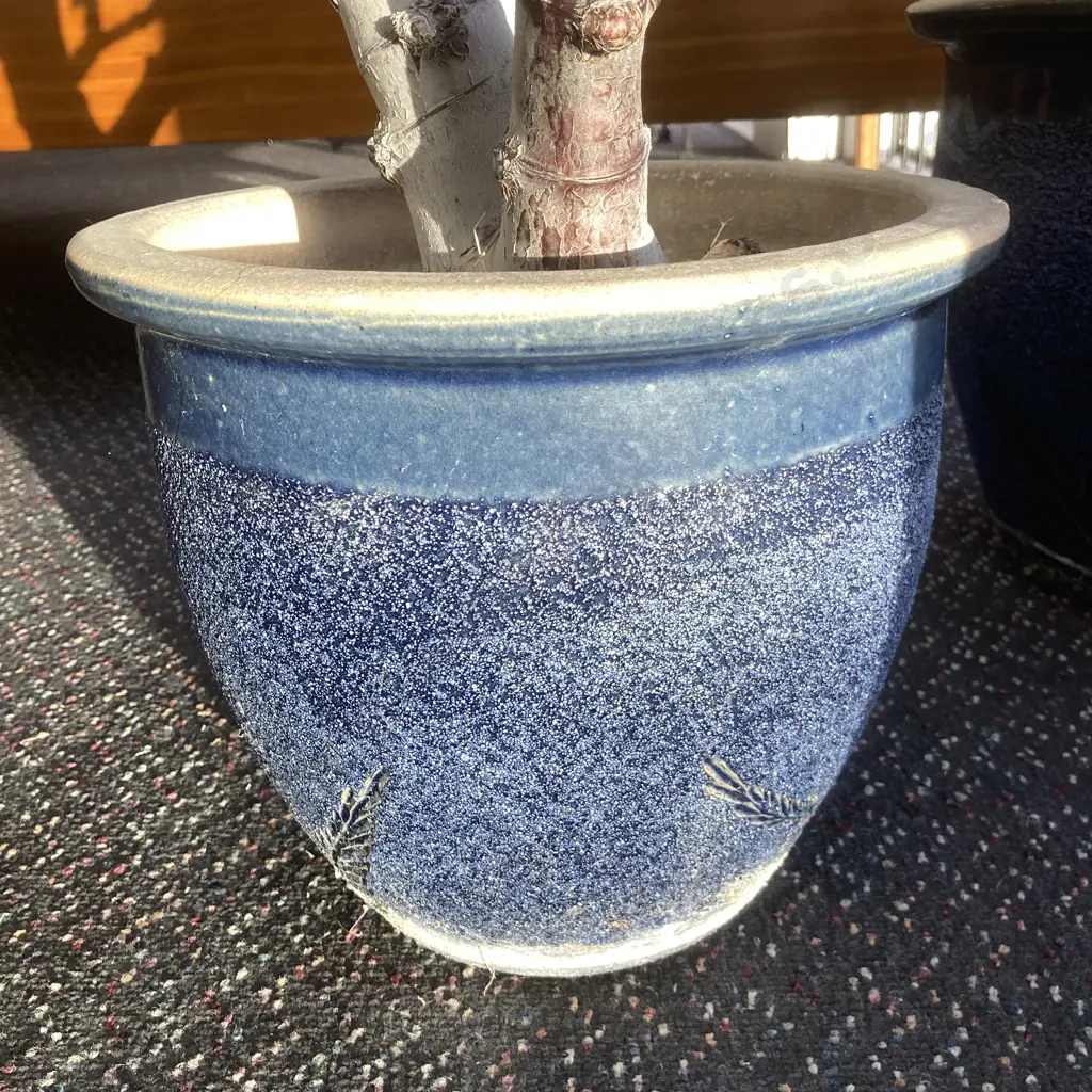 Succulents In Blue Pots x 2 Image 1++