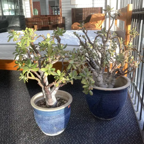 Succulents In Blue Pots x 2