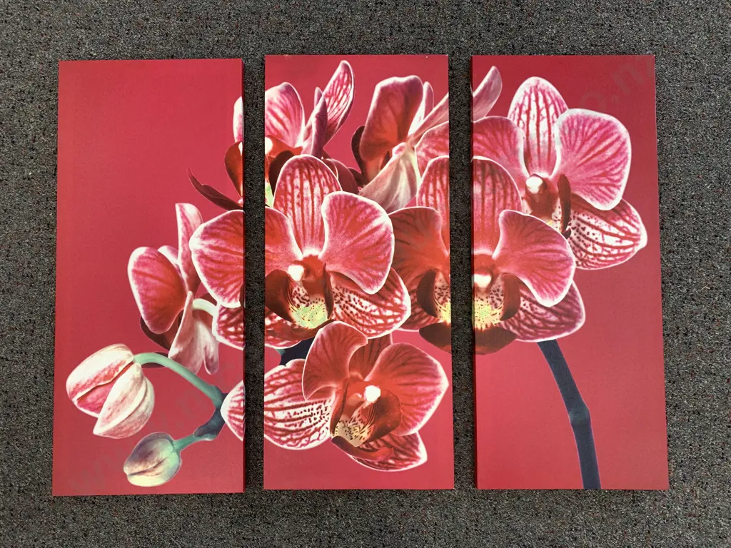 Picture On Canvas - Orchids, Set Of Three, H70cm Image 1++