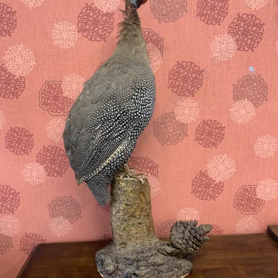 Guinea Fowl Taxidermy Mounted On Log Mount, H69cm