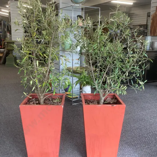 Pair of Olive Trees in Burnt Orange Colour Pots, H57 W35 D 35cm