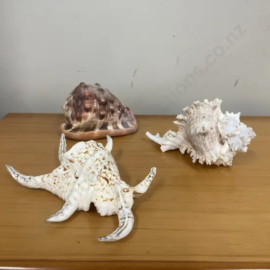 Lot of Three Large Sea Shells